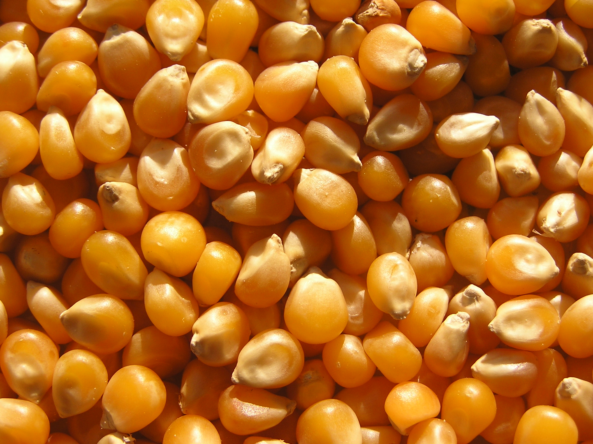 Corn Maize Kernels