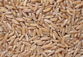 Khorasan Wheat