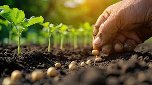 SOW SEEDS