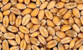 Spelt
