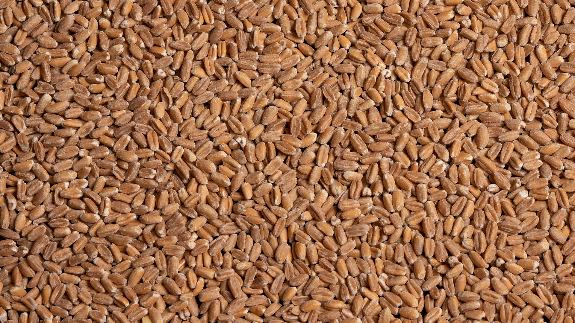 Unripe Spelt Wheat